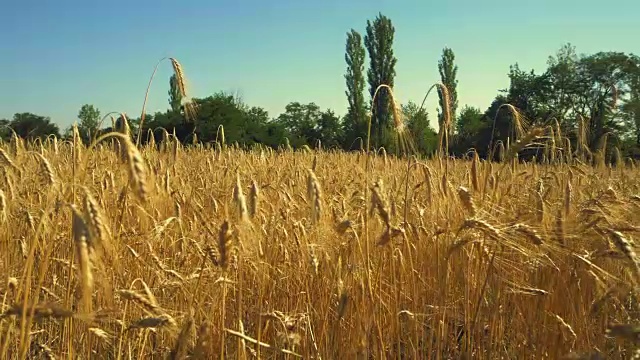 麦田。靠近金色的麦穗。美丽的自然景观。阳光下的乡村风光。草地上成熟的耳朵的背景。丰收的概念。慢动作视频下载