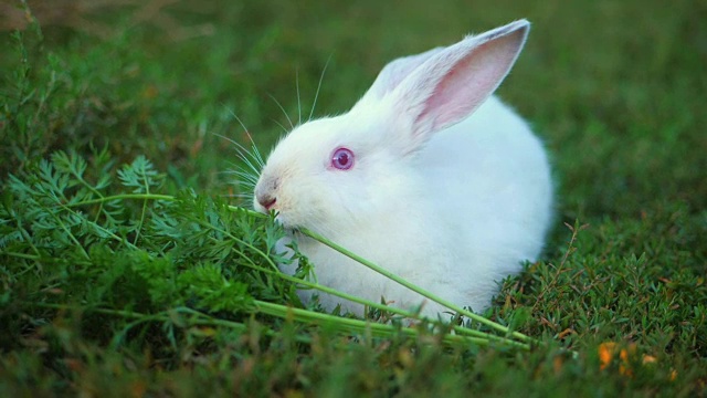 复活节可爱的白色兔子在绿色的背景下吃草和胡萝卜。慢动作视频素材