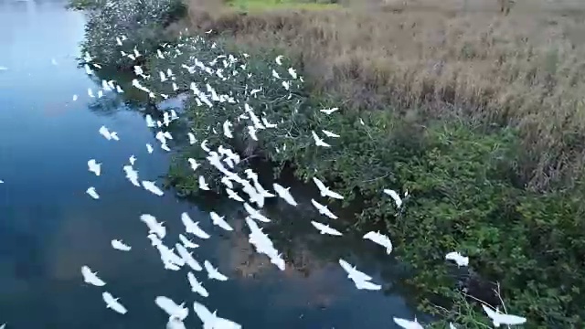 白色的鸟在河上飞过视频下载