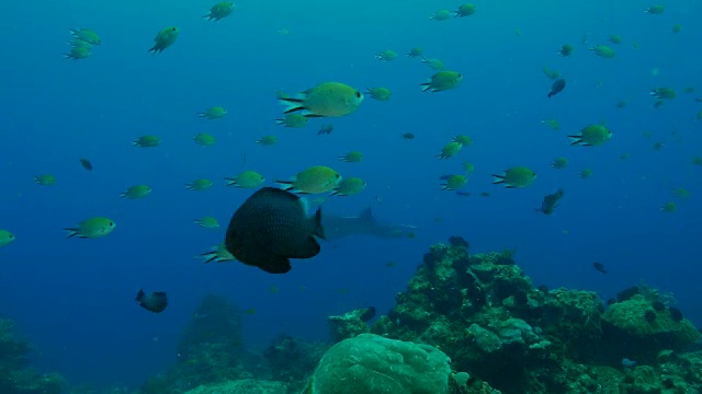 珊瑚礁中的巨型海洋蝠鲼视频素材