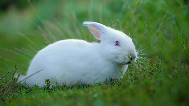 复活节可爱的白色兔子在绿色的背景下吃草和胡萝卜。慢动作视频素材