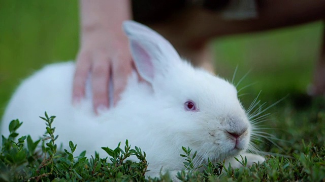 复活节可爱的白色兔子户外在绿色的背景。女性的手抚摸心爱的宠物。慢动作视频素材