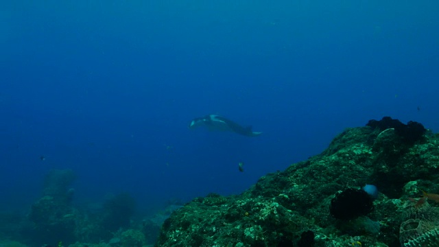 巨型海洋蝠鲼视频素材