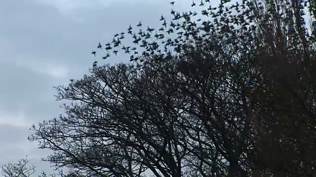 椋鸟从树上飞了出来视频素材