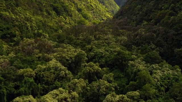 低空飞行在茂密的热带森林上空视频购买