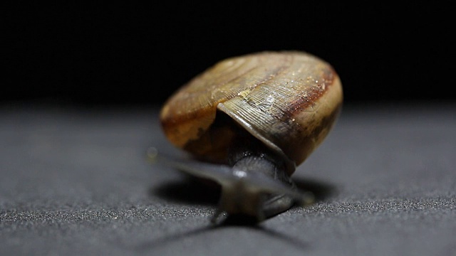 蜗牛爬行视频素材
