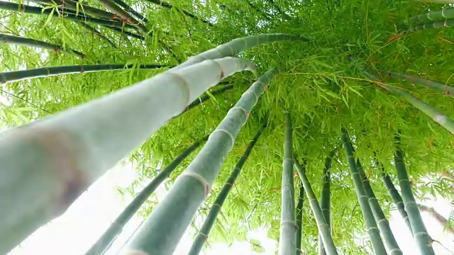 竹林生长在阳光充足的自然环境中。竹子可以应用于各种各样的应用，非常有用，比如建造家园它是对自然资源的利用视频下载