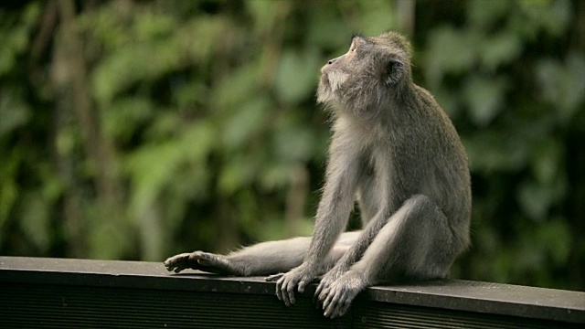 一只抬头的猴子的肖像。视频素材