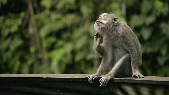 一幅猴子抬头用脚搔痒的画像。神圣的猴子森林保护区。视频素材