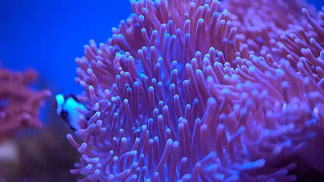 海洋中珊瑚的特写镜头视频下载