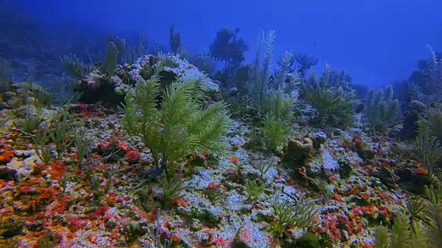 大玛雅礁潜水在加勒比海附近的阿库马尔湾-里维埃拉玛雅/科苏梅尔，金塔纳罗，墨西哥视频素材