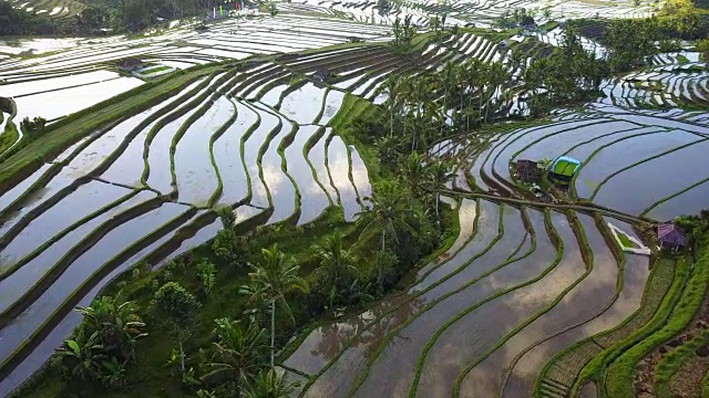 航空视频在一个惊人的景观稻田在Jatiluwih水稻梯田，巴厘岛，印度尼西亚。视频素材