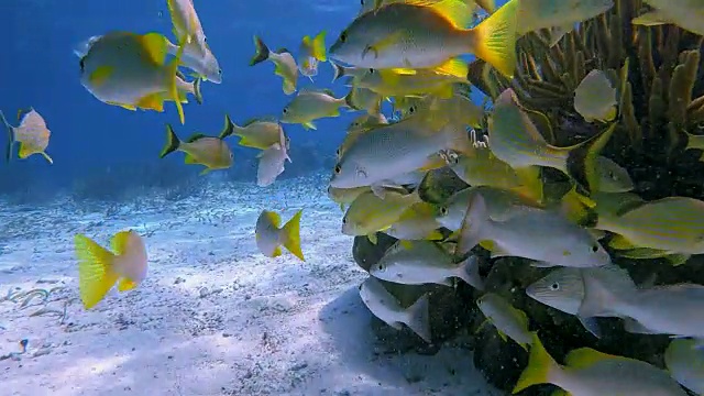 美丽的珊瑚礁上的海洋生物和鲷鱼在加勒比海的Hol Chan海洋保护区-伯利兹堡礁/龙涎香礁视频素材