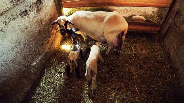 刚出生的羊羔在牲口棚里吃奶视频下载