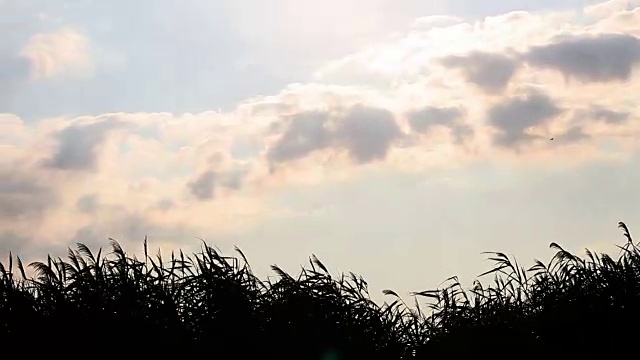 湿地香蒲在夏季植物生长的时间视频下载