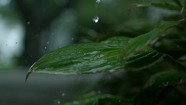 慢动作雨落在植物上视频素材