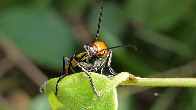 热带雨林叶子上的水泡甲虫。视频素材