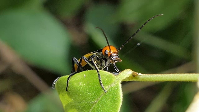 热带雨林叶子上的水泡甲虫。视频素材