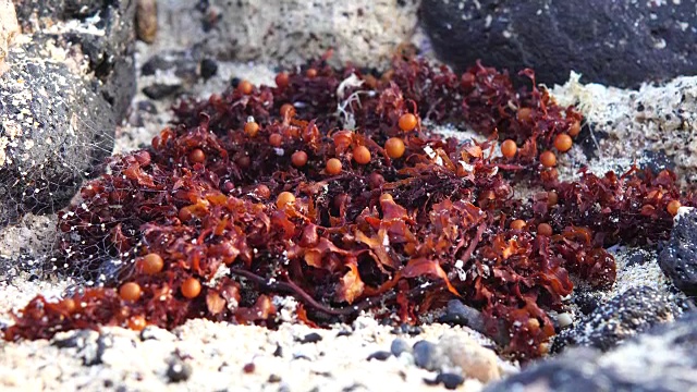 富尔特文图拉-科拉雷霍海滩的红藻视频下载