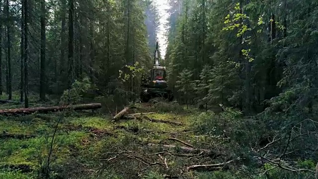 一台机器正在穿过森林，捡拾砍倒的树木视频下载