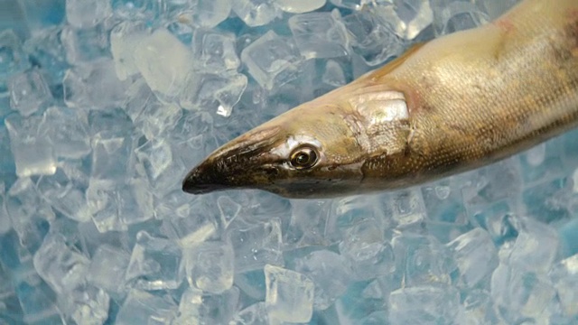 转盘上的冰里有梭鱼。视频素材