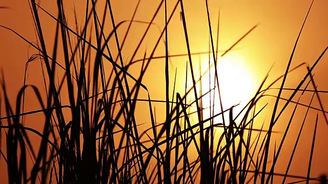 风芦苇和日落的背景视频素材