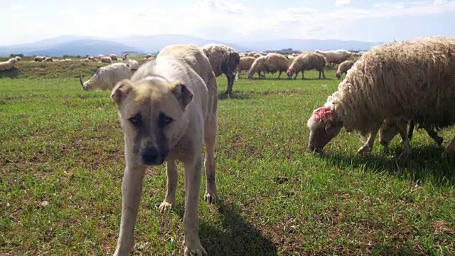 在田野里看守羊群的牧羊犬视频下载