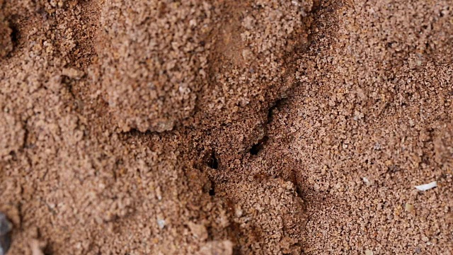 红蚂蚁的地洞。视频下载