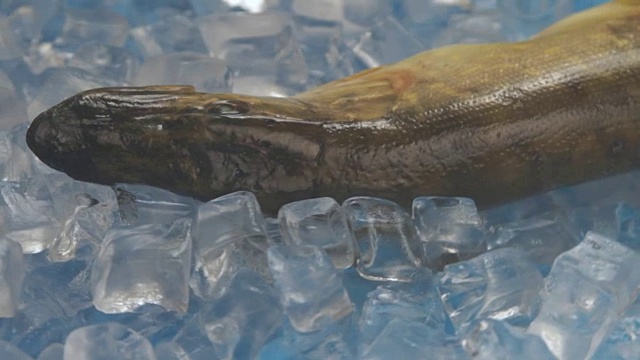转盘上的冰里有梭鱼。视频素材