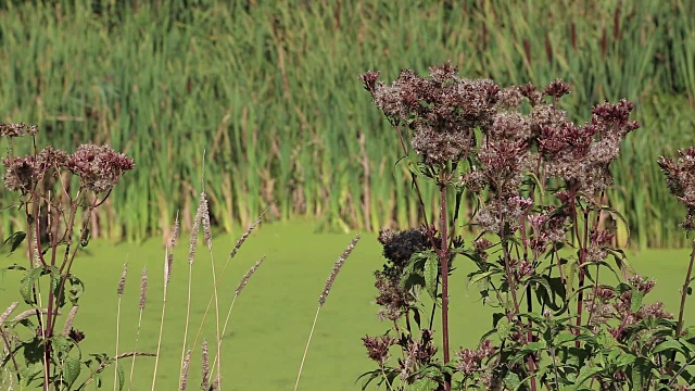 有浮萍和芦苇的沼泽视频素材