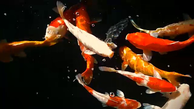 小龙虾或花式鲤鱼在水里游泳和吃视频下载