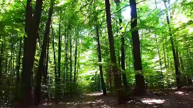 穿越春天森林视频素材