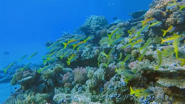埃及的马萨阿拉姆，红海的珊瑚礁上有一群黄色的鲷鱼视频素材