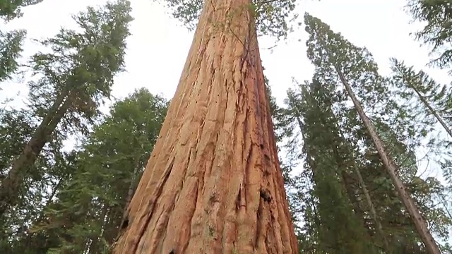 红杉国家公园的巨型红杉视频素材