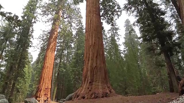 把优山美地公园里的巨型红杉扶植起来视频素材