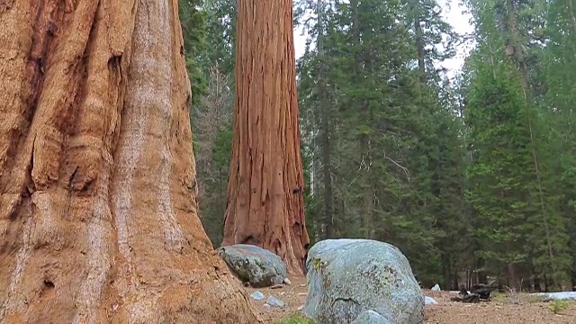 把优山美地公园里的巨型红杉扶植起来视频素材