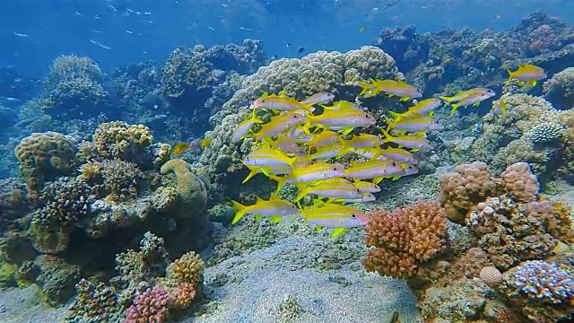 埃及的马萨阿拉姆，红海的珊瑚礁上有一群黄色的鲷鱼视频素材