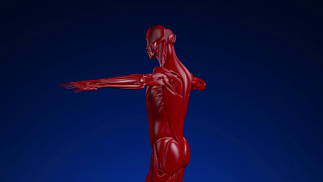 人类肌肉-可循环(alpha通道)- 4K视频素材