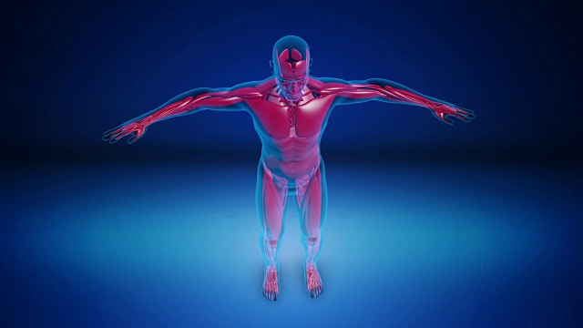 人类骨骼x射线-可循环(alpha通道)- 4K视频下载