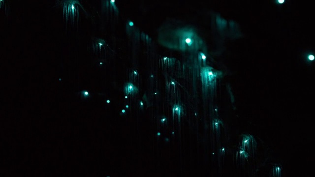 怀托摩岩洞内的萤火虫幼虫视频素材