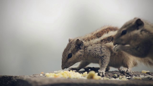 花栗鼠吃食物。视频素材