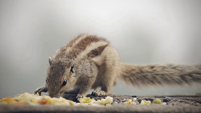 花栗鼠吃食物。视频素材