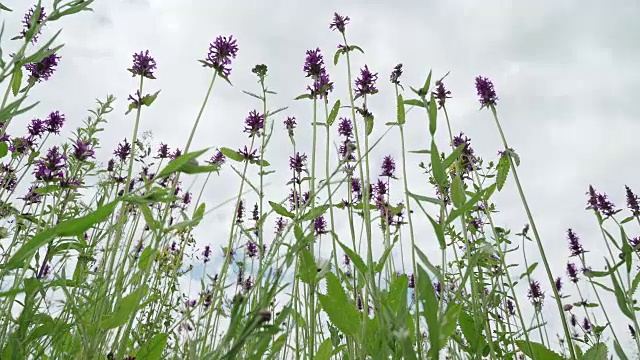 夏日里，草地上长满了丹参野花。雨后的蓝天，清新的草甸。蜜蜂和大黄蜂给花授粉。从下面看紫色的野花和昆虫视频素材