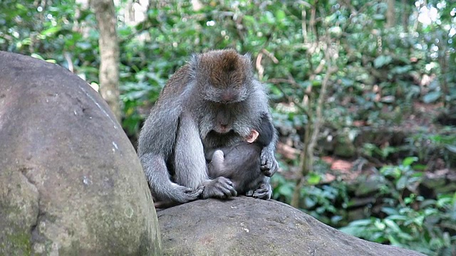 野生猕猴(猕猴束状)母亲和新生儿视频素材