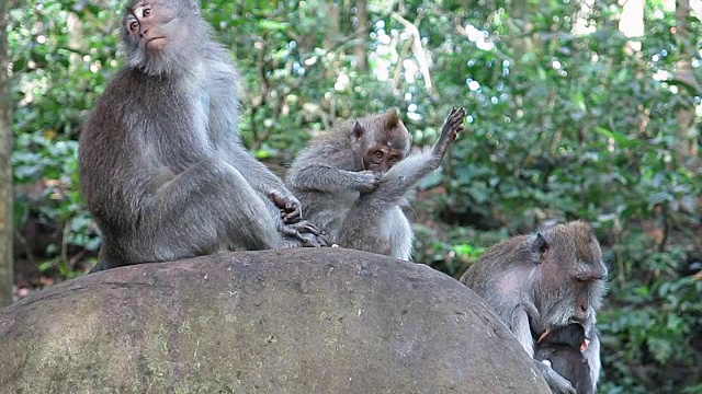 野生猕猴(猕猴束状)家族梳理视频素材