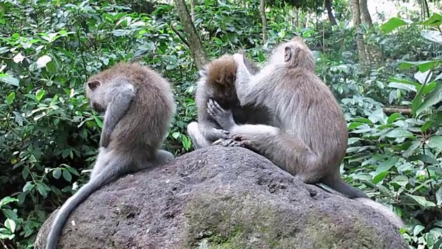野生猕猴(猕猴束状)家族梳理视频素材