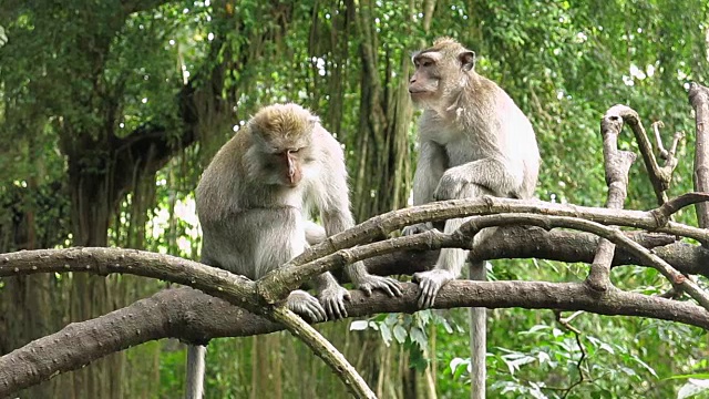 两只野生猕猴(猕猴束状)视频素材