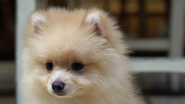 毛茸茸的可爱的小博美犬看起来困惑的户外视频下载
