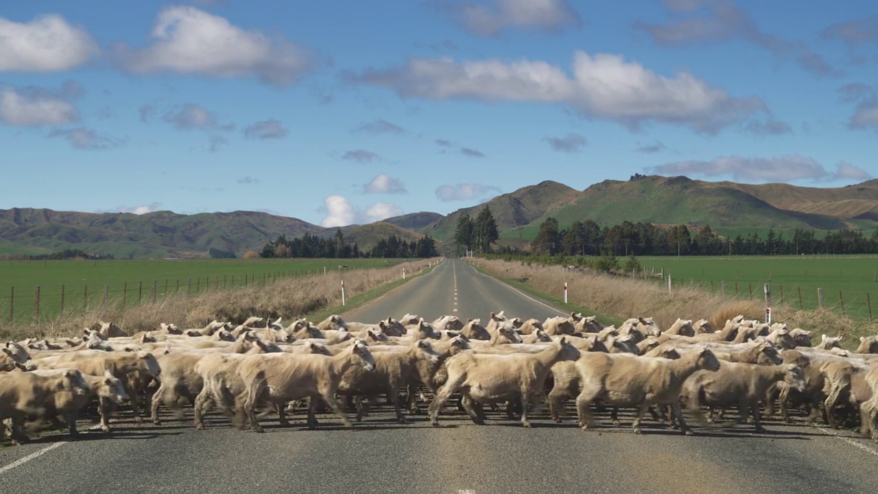 新西兰南岛特阿瑙附近，一群绵羊正在穿过乡村公路视频下载