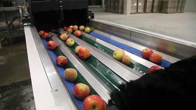 传送带上干净新鲜的苹果视频素材